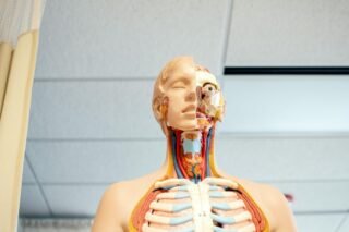 Thinking About Healthcare? How to Choose the Right Area of Study for You