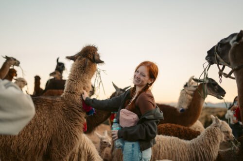 A person is enjoying time with a group of llamas outdoors.